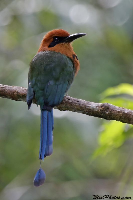 Broad-billed Motmot