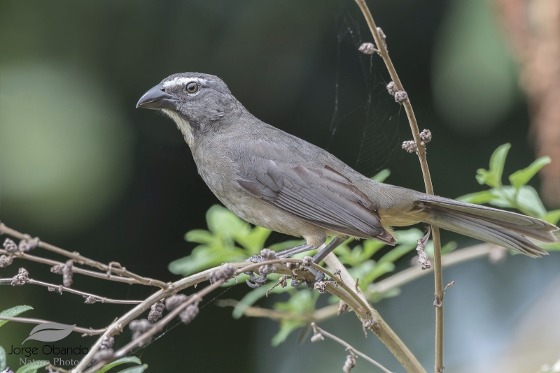 Cinnamon-bellied Saltator