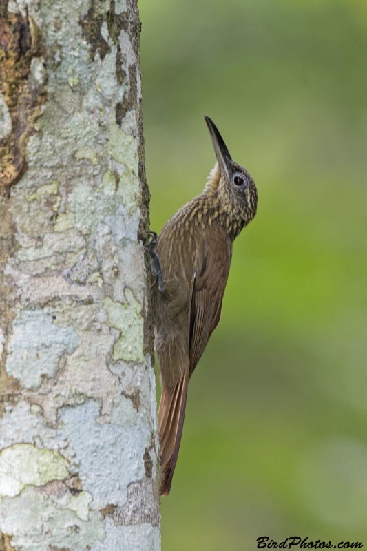 Cocoa Woodcreeper