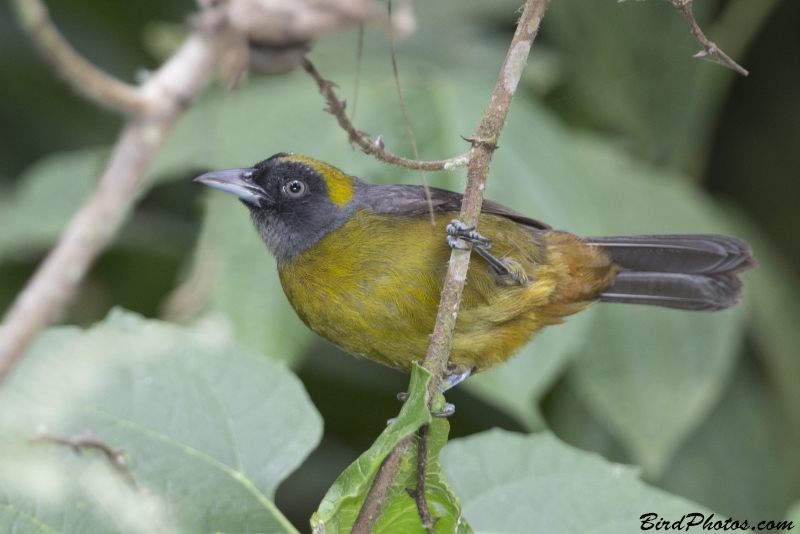 Dusky-faced Tanager