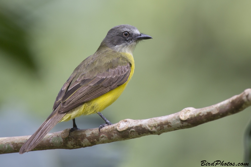 Grey-capped Flycatcher