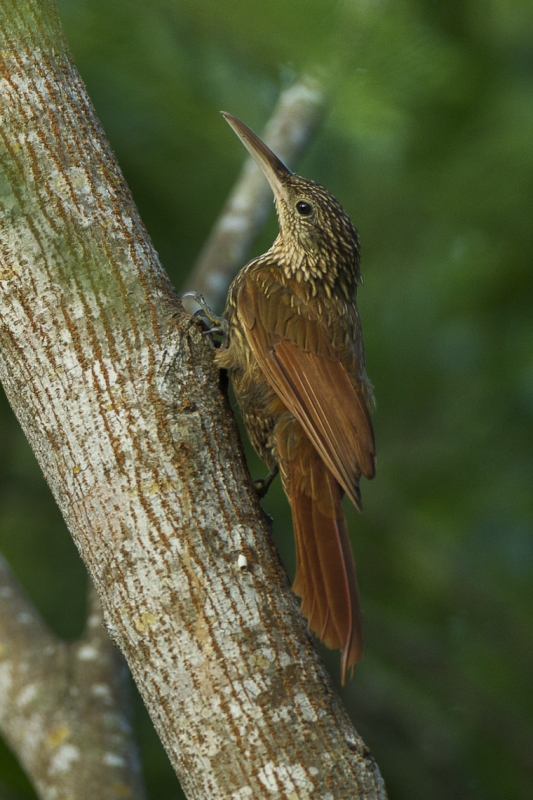 Ivory-billed Woodcreeper