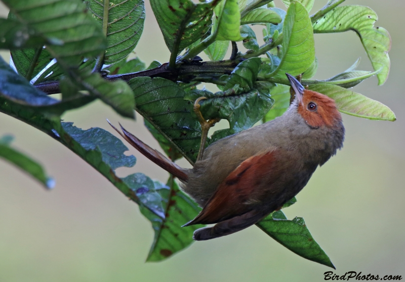 Red-faced Spinetail