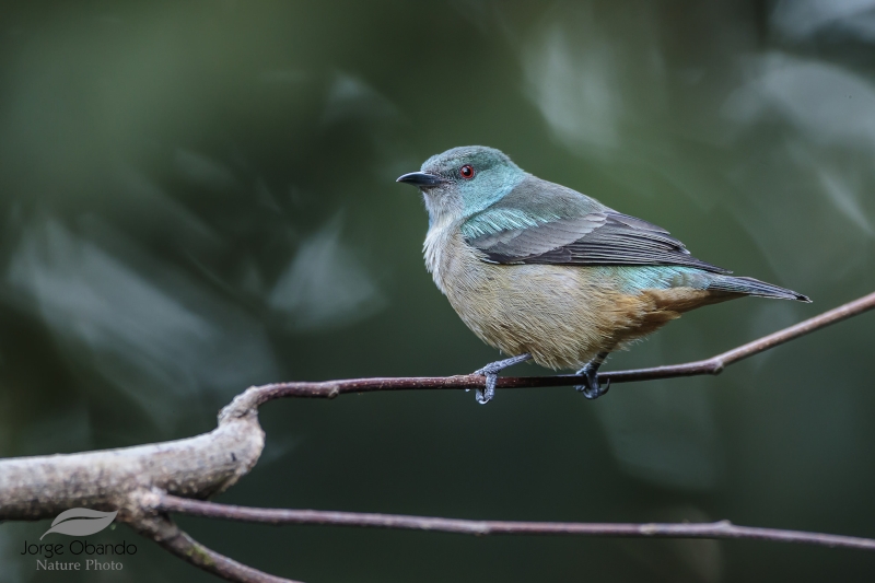 Scarlet-thighed Dacnis