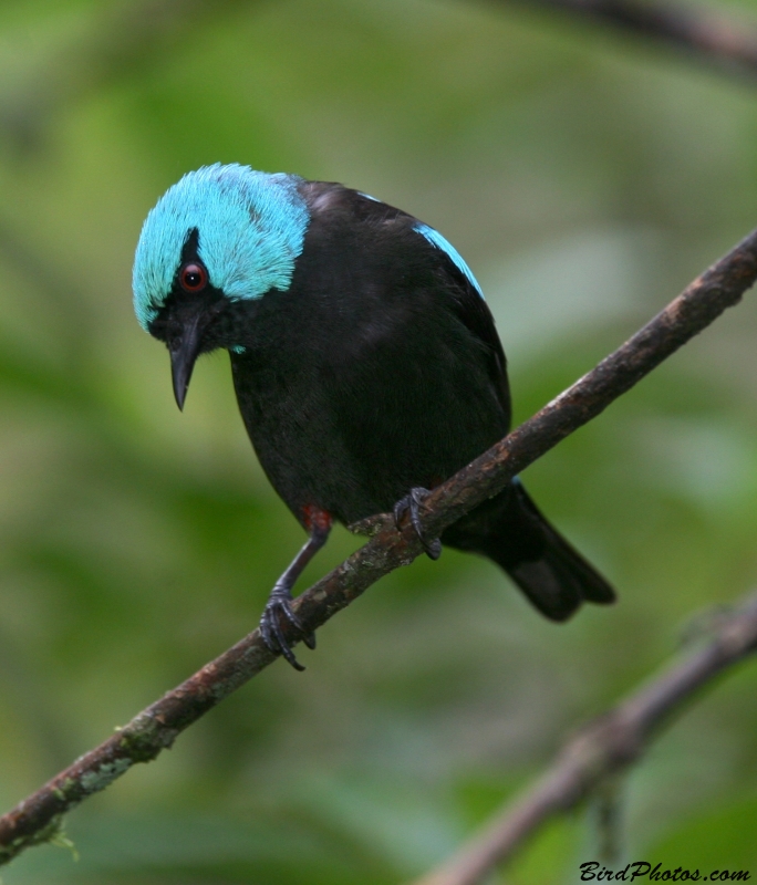 Scarlet-thighed Dacnis