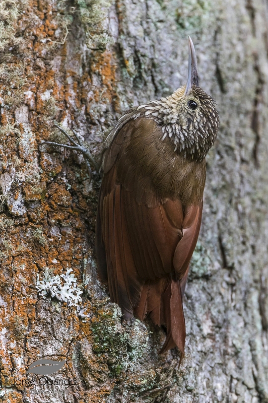 Spot-crowned Woodcreeper