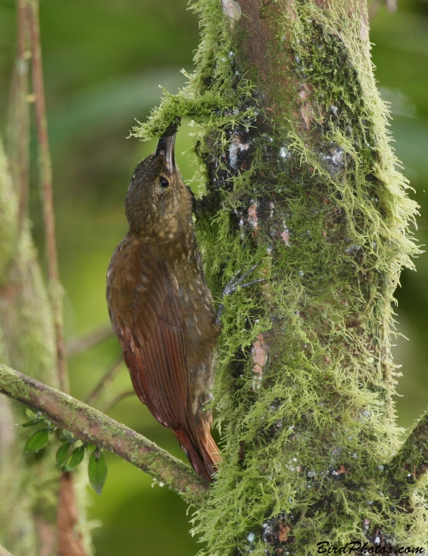 Spotted Woodcreeper