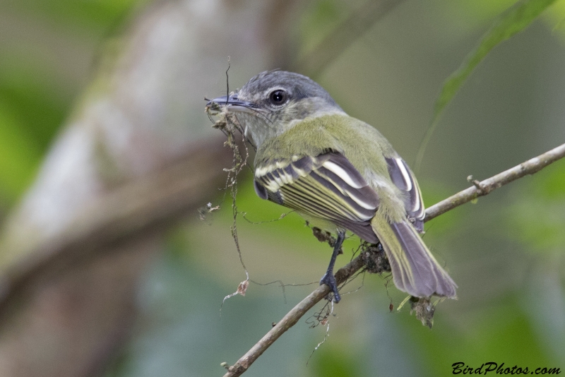 Yellow-olive Flatbill