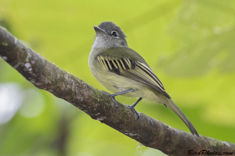 Yellow-winged Flatbill