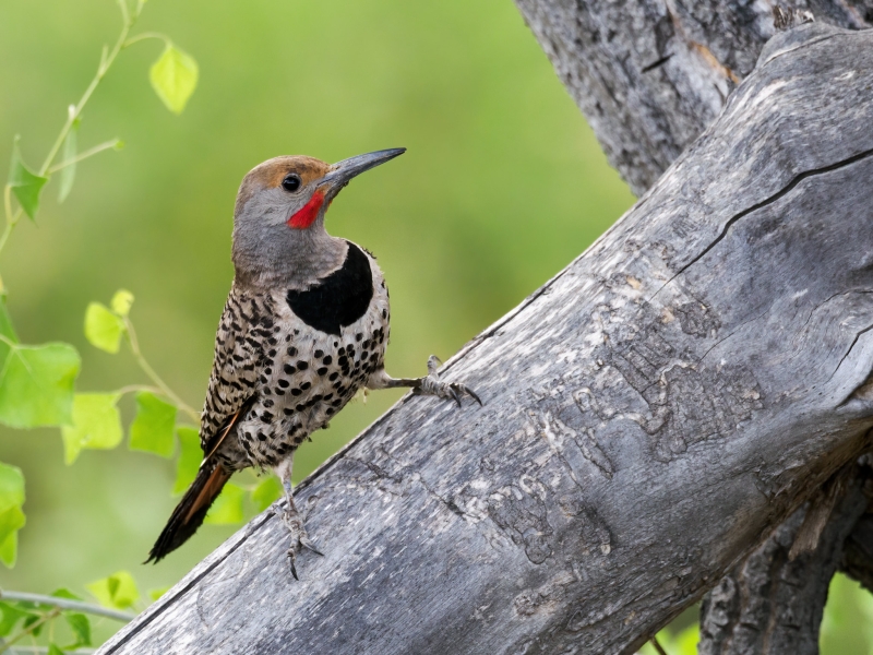 Northern Flicker