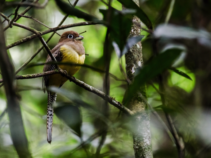 Amazonian Black-throated Trogon