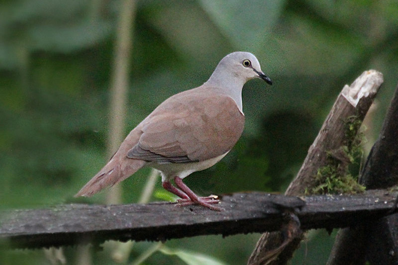 Pallid Dove