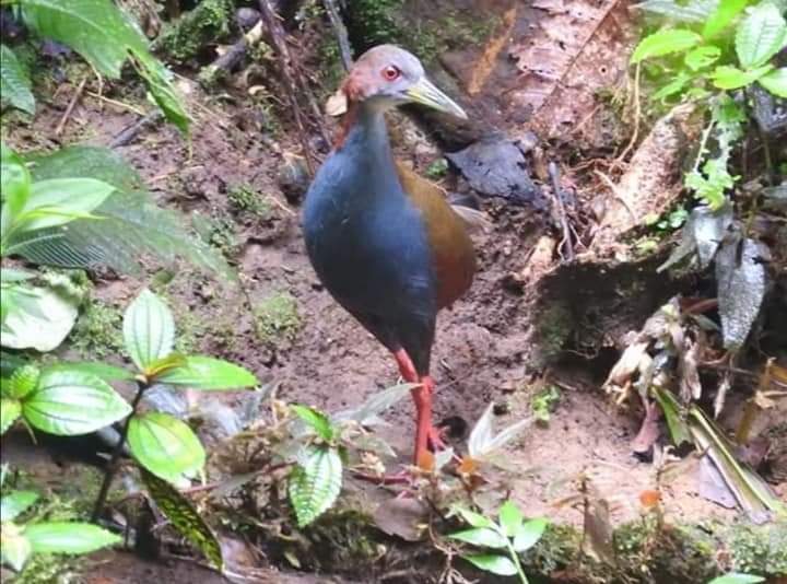 Red-winged Wood Rail