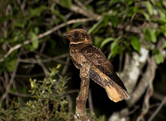 Rufous Nightjar