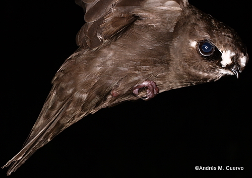 Spot-fronted Swift