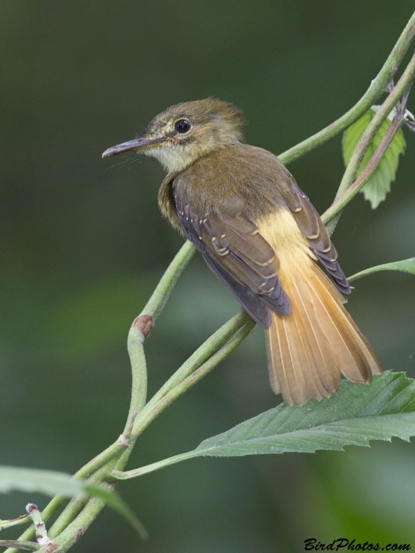 Tropical Royal Flycatcher