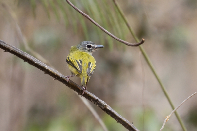 Short-tailed Pygmy Tyrant