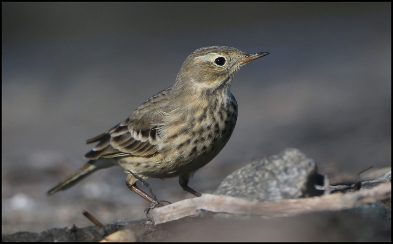 American Pipit