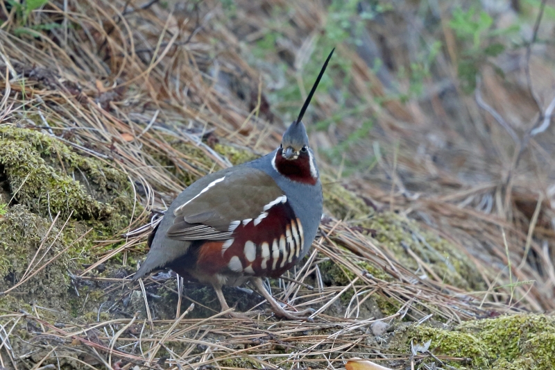 Mountain Quail