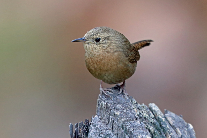 Northern House Wren