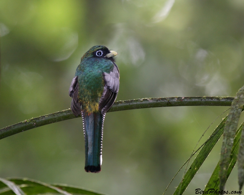 Northern Black-throated Trogon