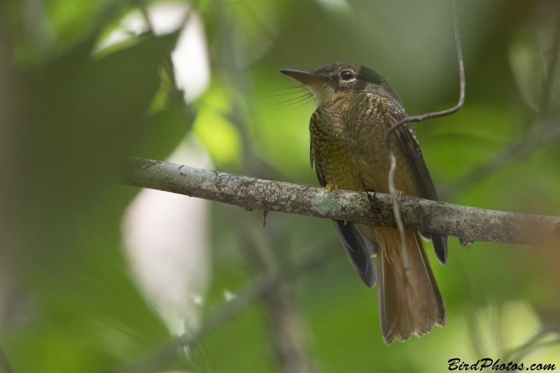 Tropical Royal Flycatcher