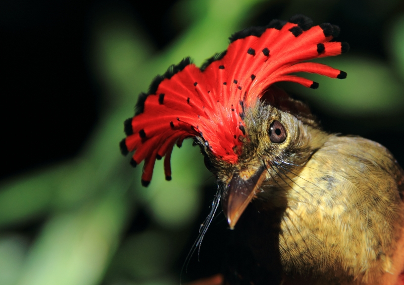 Tropical Royal Flycatcher