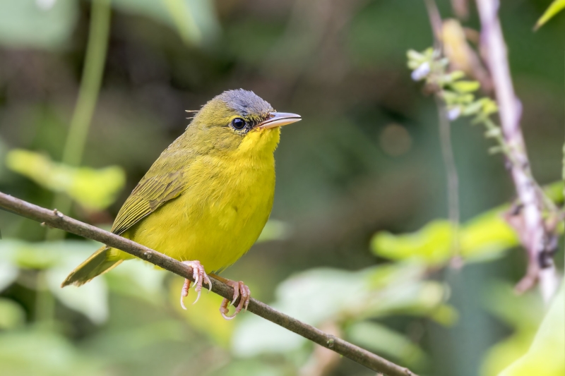 Black-lored Yellowthroat