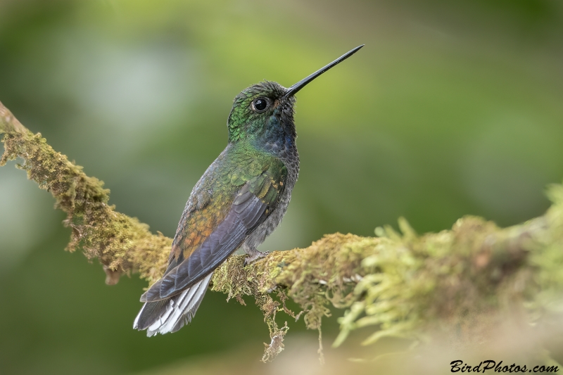 Green-backed Hillstar