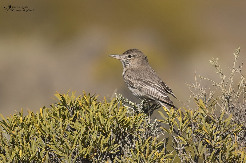 Grey-bellied Shrike-Tyrant