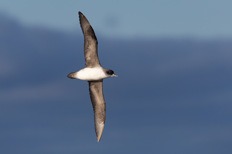 Grey Petrel