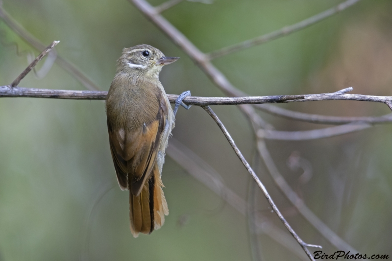 Northern Plain Xenops