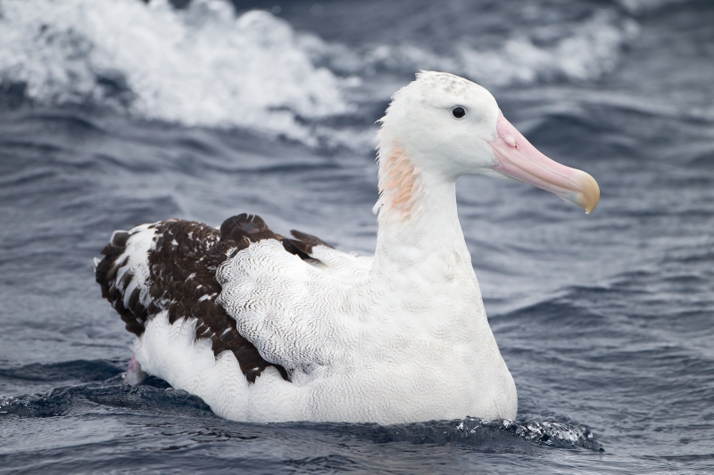 Snowy Albatross