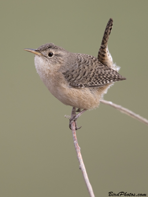 Southern House Wren