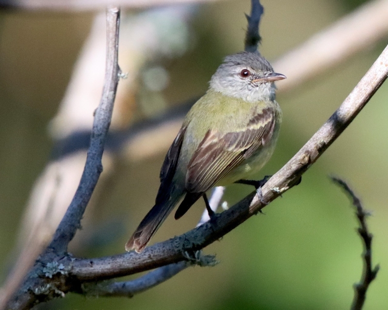 White-fronted Tyrannulet