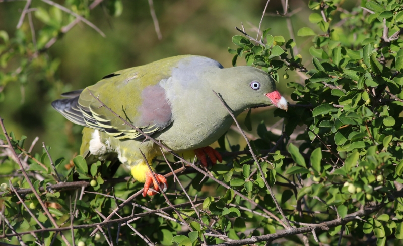 African Green Pigeon