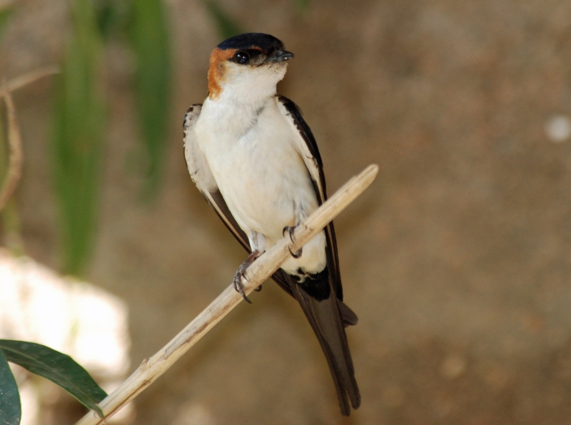 African Red-rumped Swallow