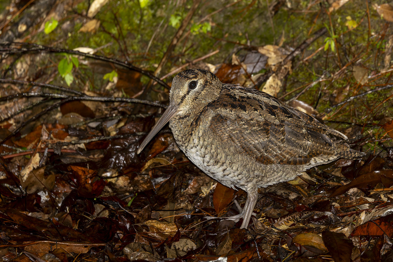 Amami Woodcock