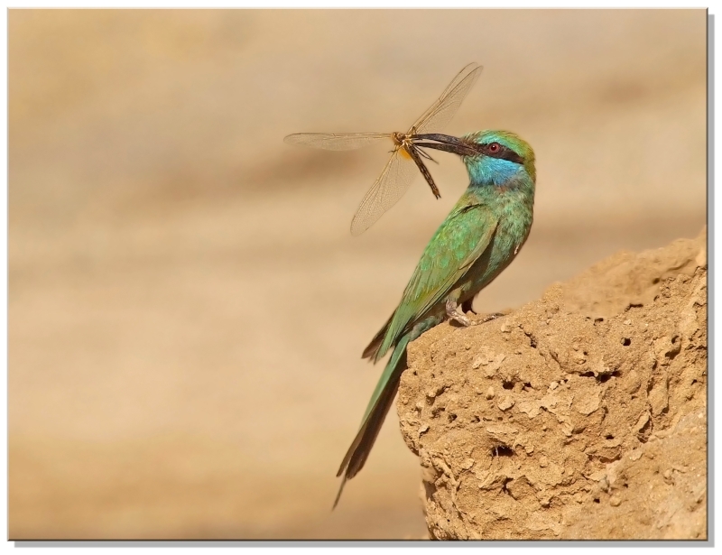 Arabian Green Bee-eater