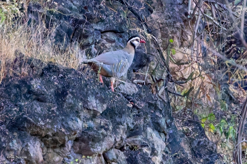 Arabian Partridge