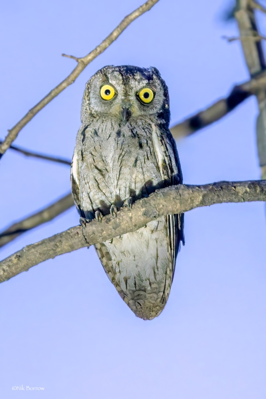 Arabian Scops Owl