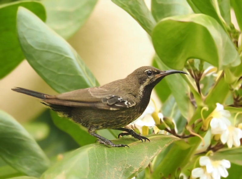 Arabian Sunbird