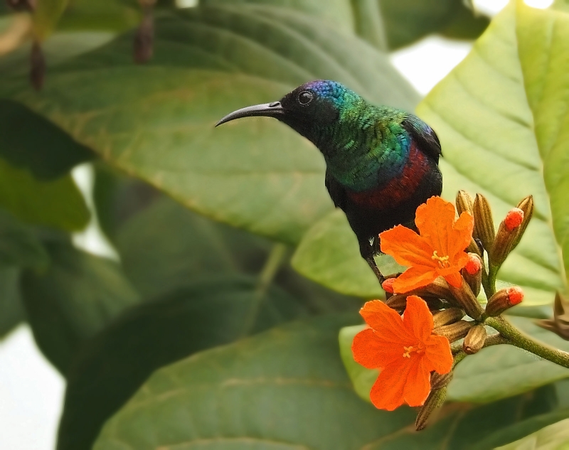 Arabian Sunbird