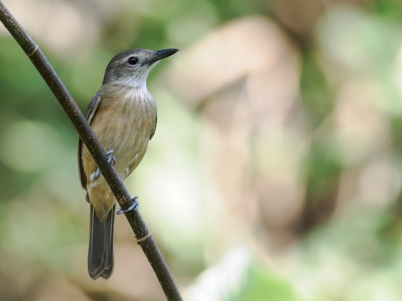 Arafura Shrikethrush