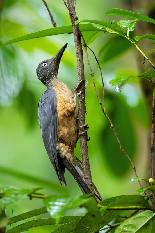 Ashy Woodpecker