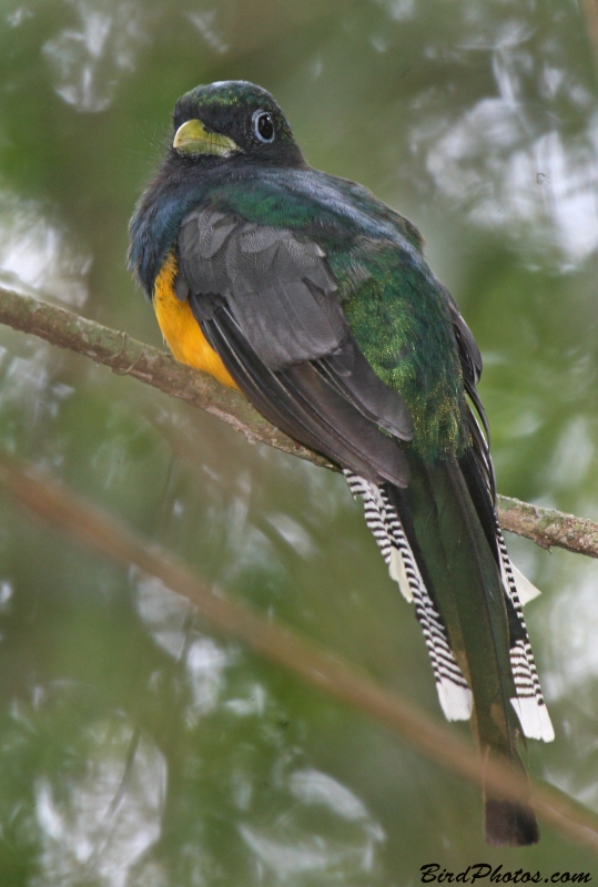 Atlantic Black-throated Trogon