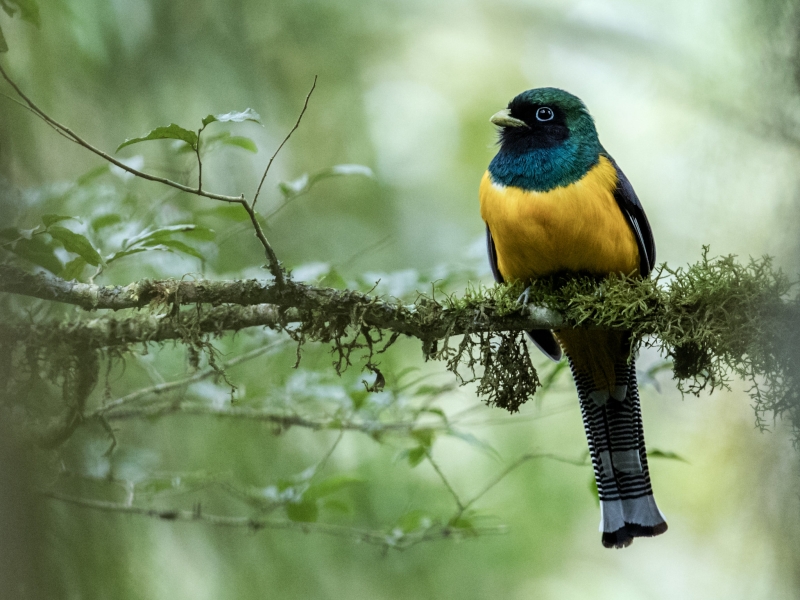 Atlantic Black-throated Trogon