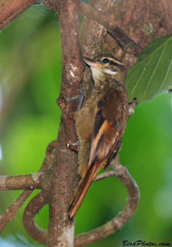 Atlantic Plain Xenops