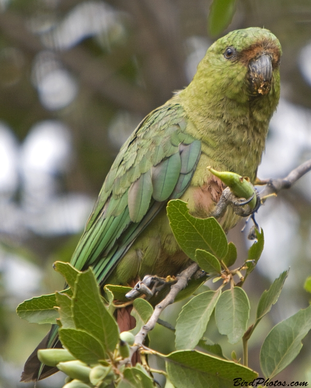 Austral Parakeet