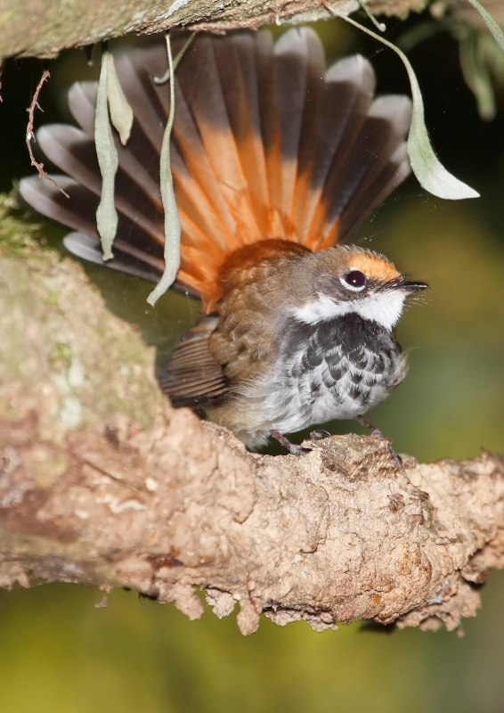 Australian Rufous Fantail